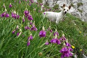 SENTIERO DEI FIORI CLAUDIO BRISSONI, percorso con giro ad anello, partendo dal Rif. Capanna 2000 il 5 luglio 2017 - FOTOGALLERY